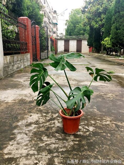 龜背竹臥室風水|風水 